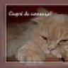 nadin32007